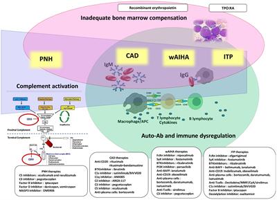 Editorial: Practical recommendations and consensus for the management of immune mediated hematologic diseases